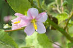 Virginia saltmarsh mallow